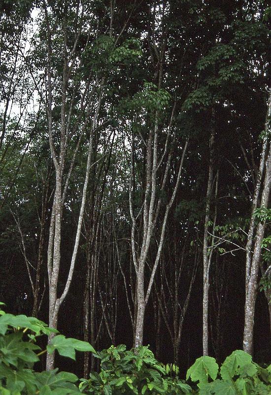 WT 0700 110-22 Malaysia.jpg